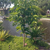 Lakoocha - Monkey Jack