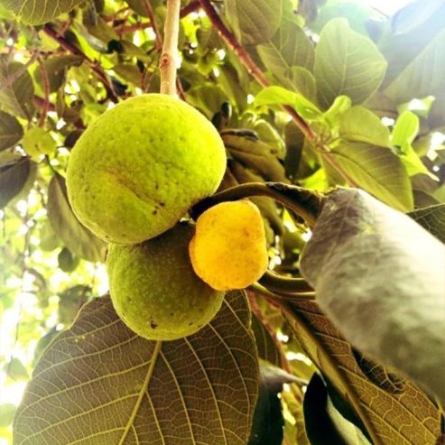 Lakoocha - Monkey Jack - Ladybird Nursery