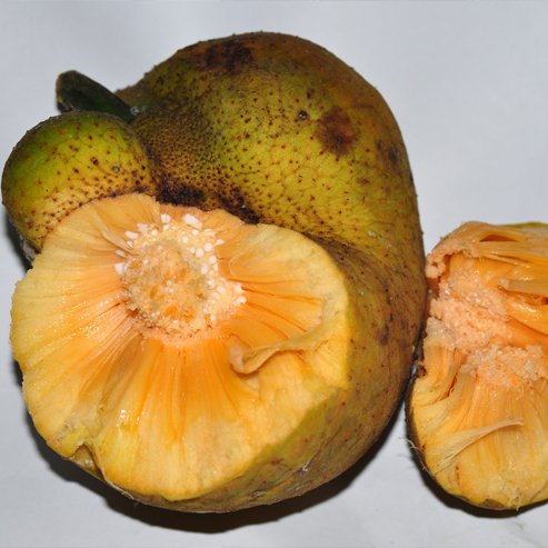 Lakoocha - Monkey Jack - Ladybird Nursery