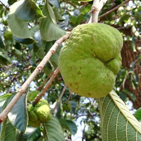 Lakoocha - Monkey Jack - Ladybird Nursery