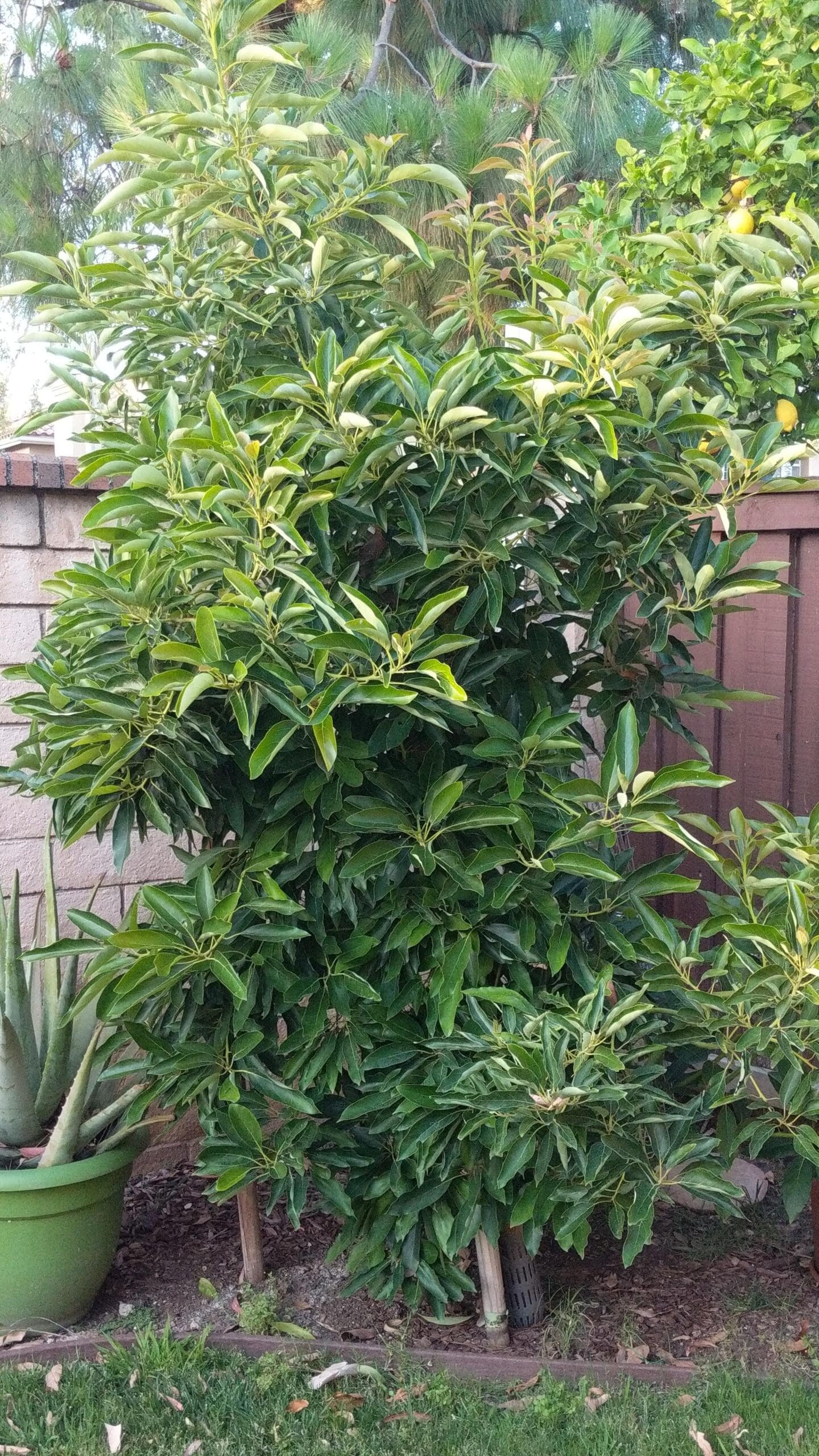 Dwarf Hass Avocado Tree