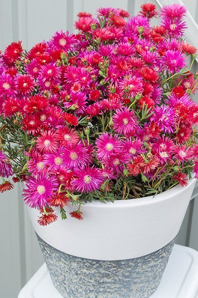 Lampranthus Flowering Succulents - Ladybird Nursery