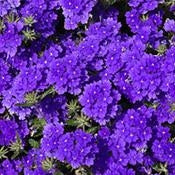 Verbena Almira Deep Blue (Verbena)