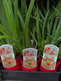 Kangaroo Paw 'Landscape Scarlet' (Anigozanthos) - Ladybird Nursery