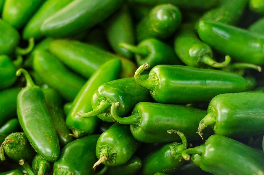 Chilli 'Jalapeno' - Large - Ladybird Nursery