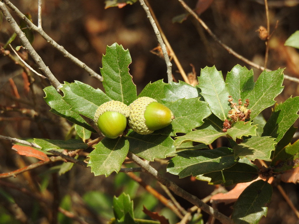 Portuguese Oak (Quercus lusitanica)
