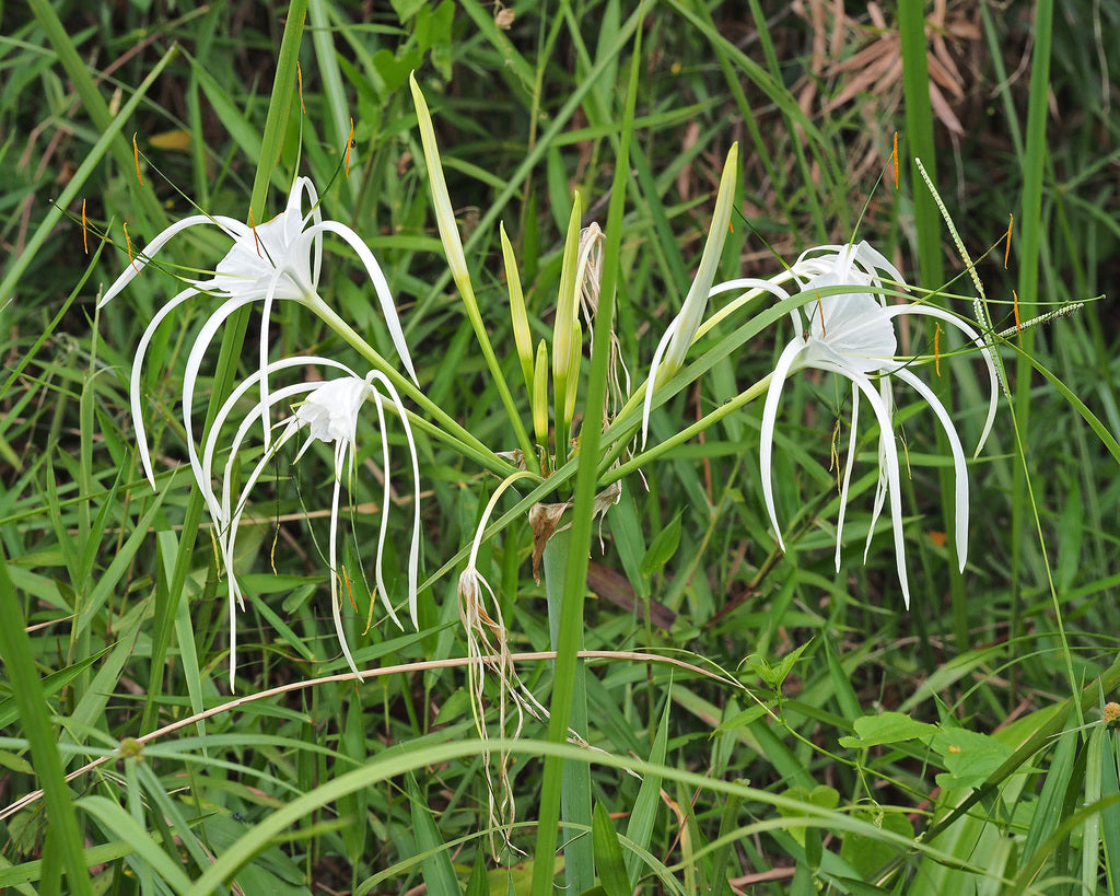 Spider Lily Green Tinge (Hymenocallis speciosa)