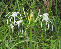 Spider Lily Green Tinge (Hymenocallis speciosa)