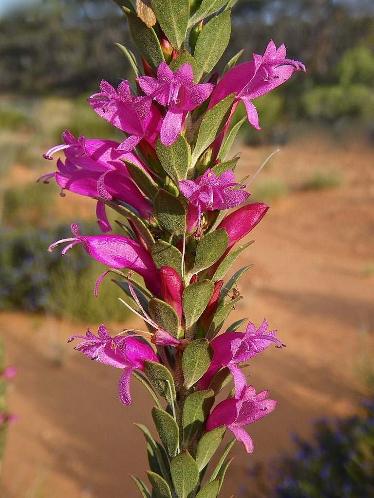 Spiked Emu Bush (Eremophila calorhabdos) - Ladybird Nursery