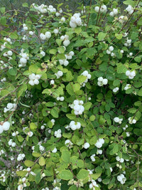 Snowberry (Symphoricarpos albus) - Ladybird Nursery