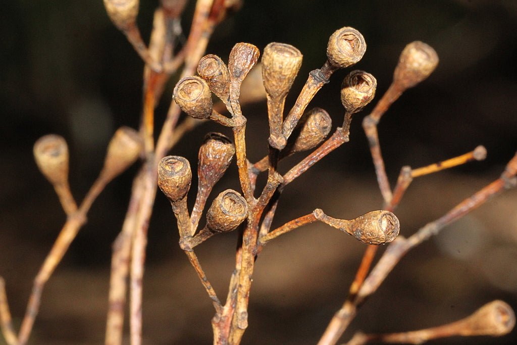 Tallowwood (Eucalyptus microcorys) - Ladybird Nursery