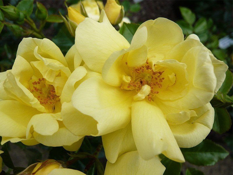 Rose Flower Carpet Gold (Rosa) - Ladybird Nursery
