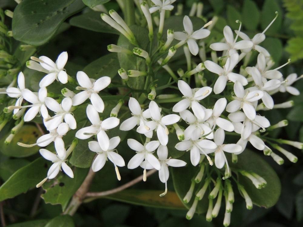 Small-leaved Pavetta (Pavetta australiensis)