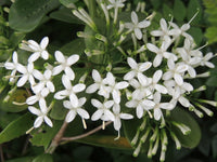 Small-leaved Pavetta (Pavetta australiensis)
