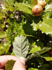 Portuguese Oak (Quercus lusitanica)