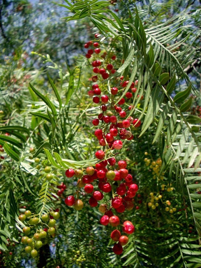 Peruvian Peppertree (Schinus molle) - Ladybird Nursery