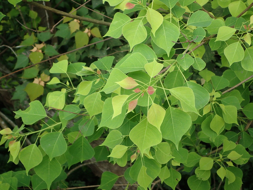 Chinese Tallow (Triadica sebifera)