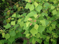 Chinese Tallow (Triadica sebifera)