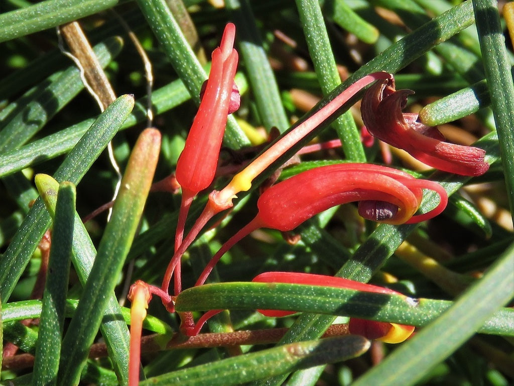 Grevillea nudiflora
