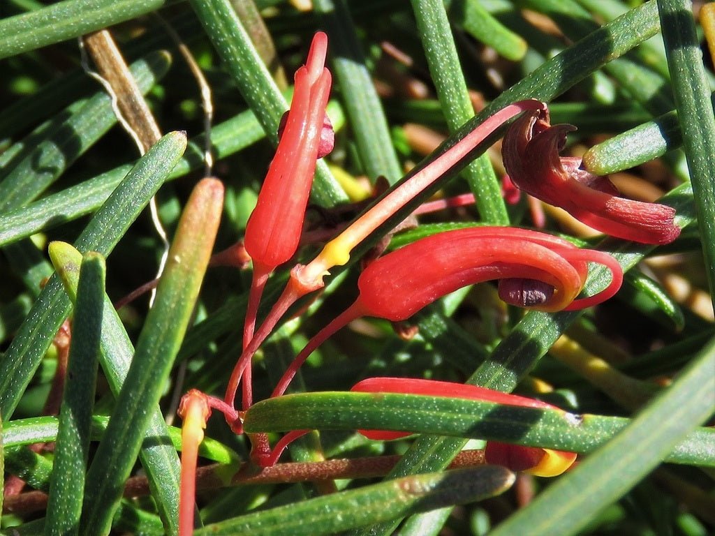 Grevillea nudiflora - Ladybird Nursery
