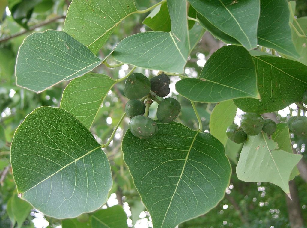 Chinese Tallow Bush Form (Triadica sebifera)