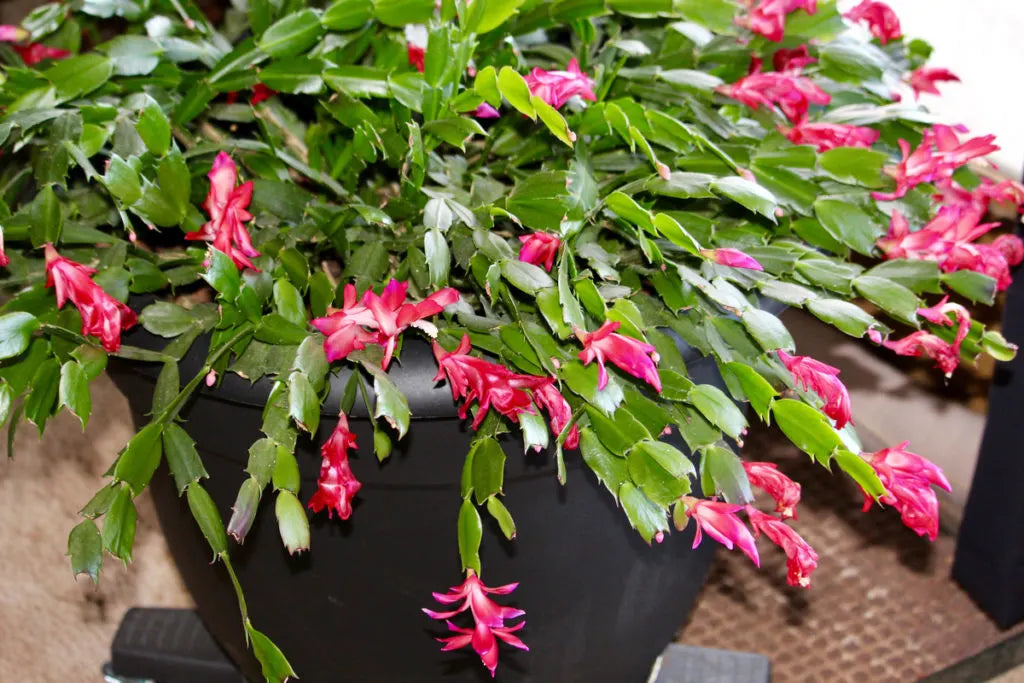 Zygocactus (Schlumbergera spp.)