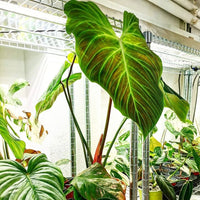 Philodendron El Choco Red - Ladybird Nursery
