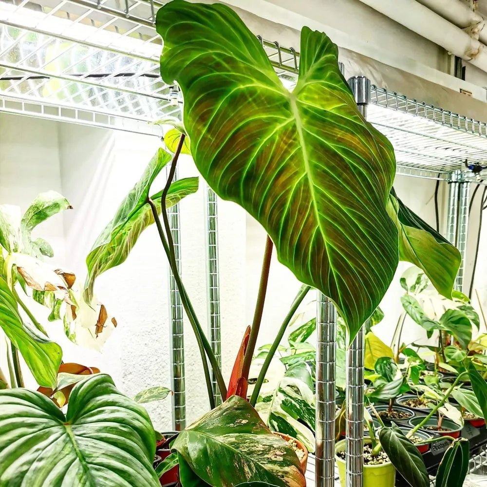 Philodendron El Choco Red - Ladybird Nursery
