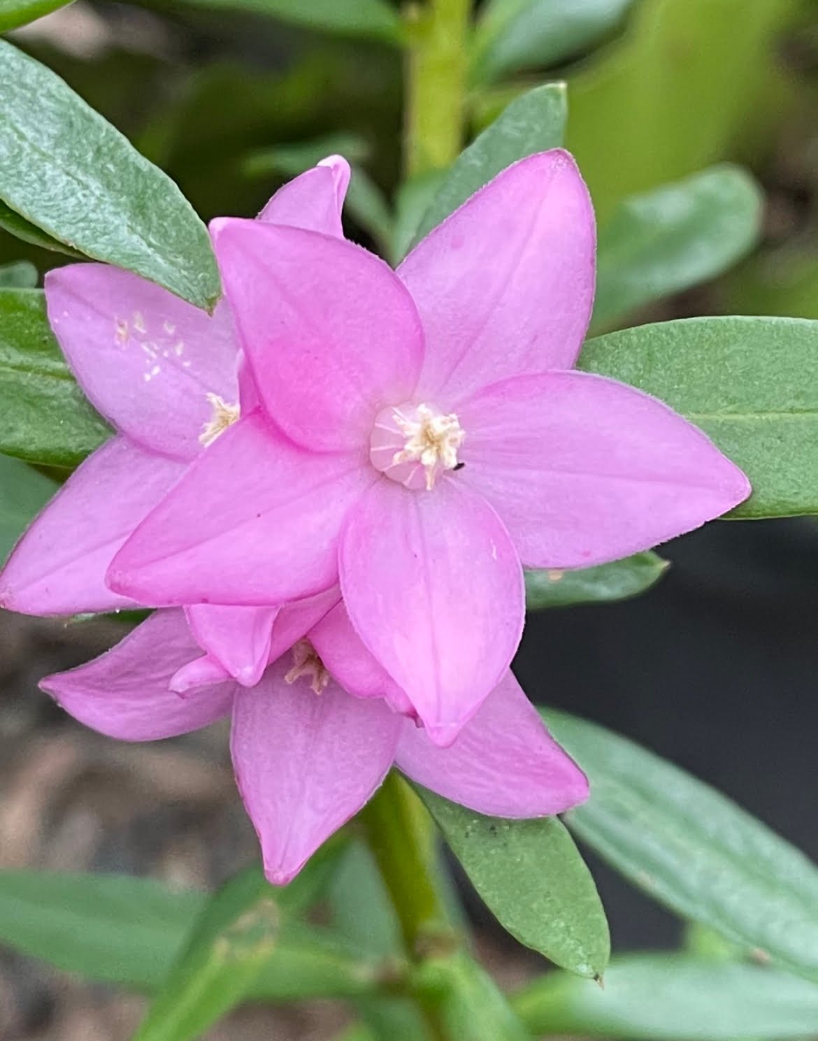 Crowea ‘Large Flower’ (Crowea saligna) - Ladybird Nursery
