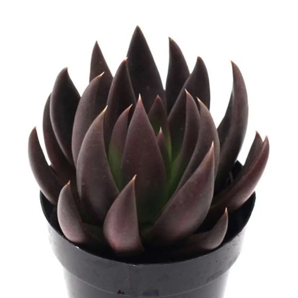 Hens and Chicks Knight (Echeveria Black)