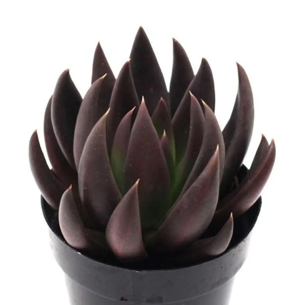 Hens and Chicks Knight (Echeveria Black) - Ladybird Nursery