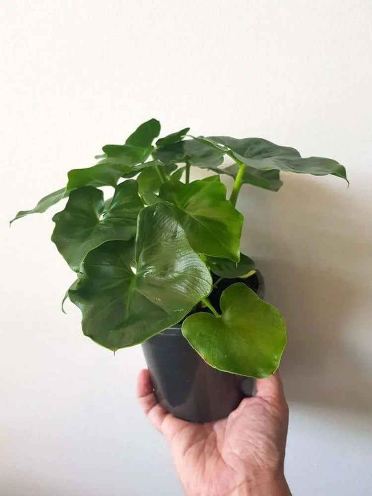 Tree Philodendron Super Atom (Philodendron selloum)
