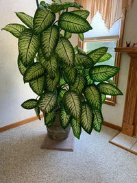 Dieffenbachia 'Tropic Snow' - Ladybird Nursery