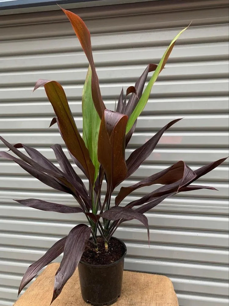 Cordyline Nigra (Cordyline fruticosa)