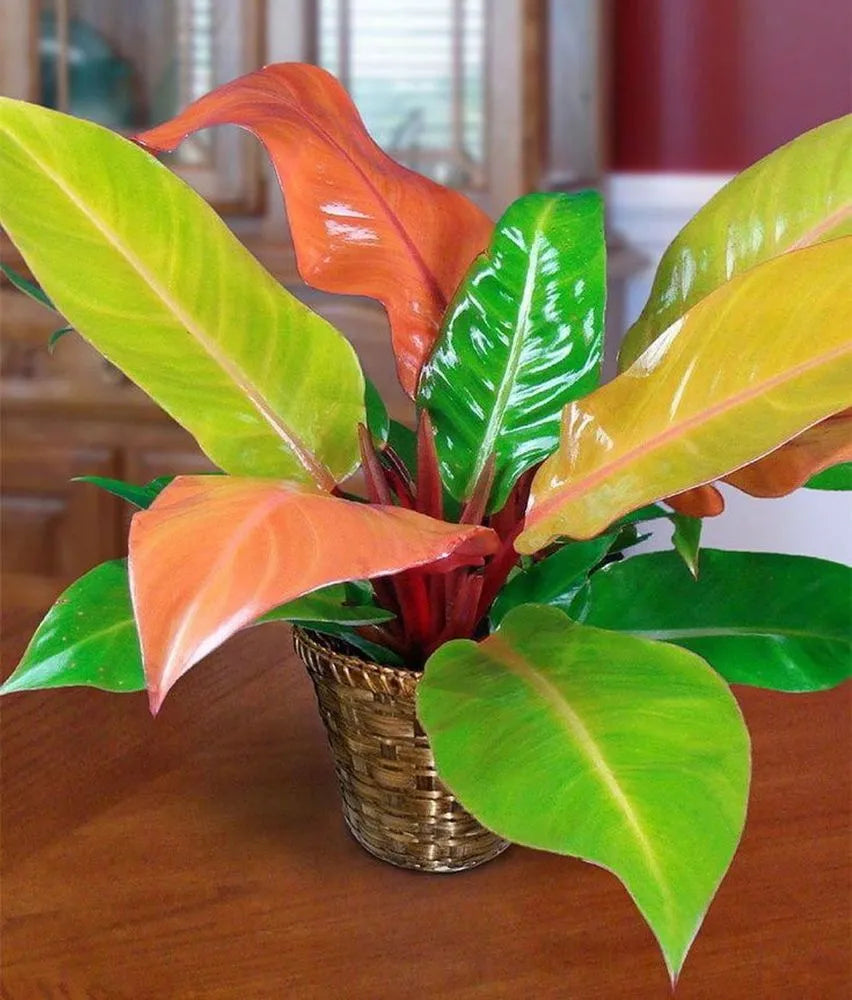 Philodendron Prince of Orange