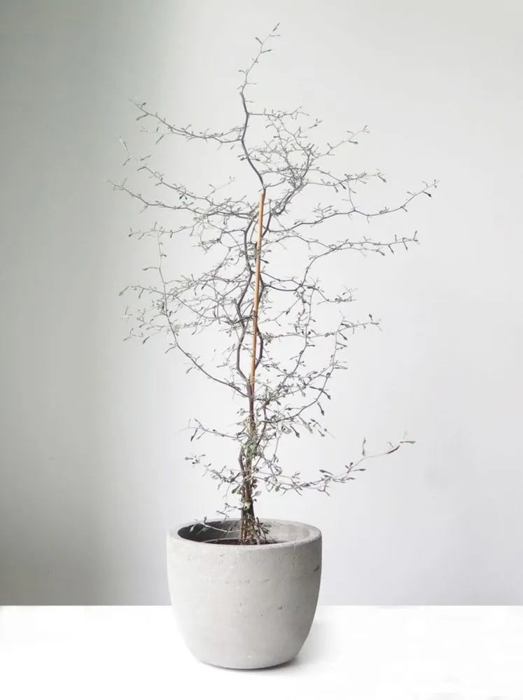 Wire Netting Bush Bonsai Starter (Corokia cotoneaster)