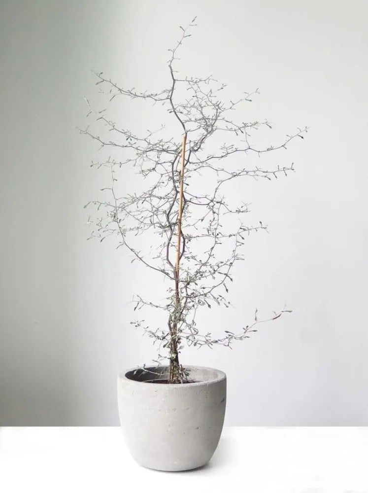 Wire Netting Bush Bonsai Starter (Corokia cotoneaster) - Ladybird Nursery