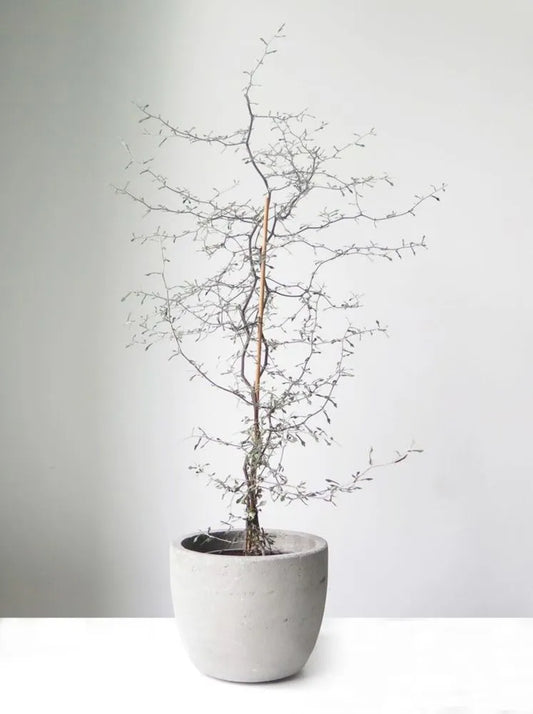 Wire Netting Bush Bonsai Starter (Corokia cotoneaster)