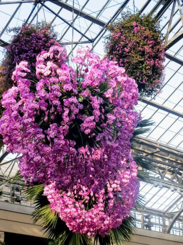 Centradenia Cascade(Centradenia) - Ladybird Nursery