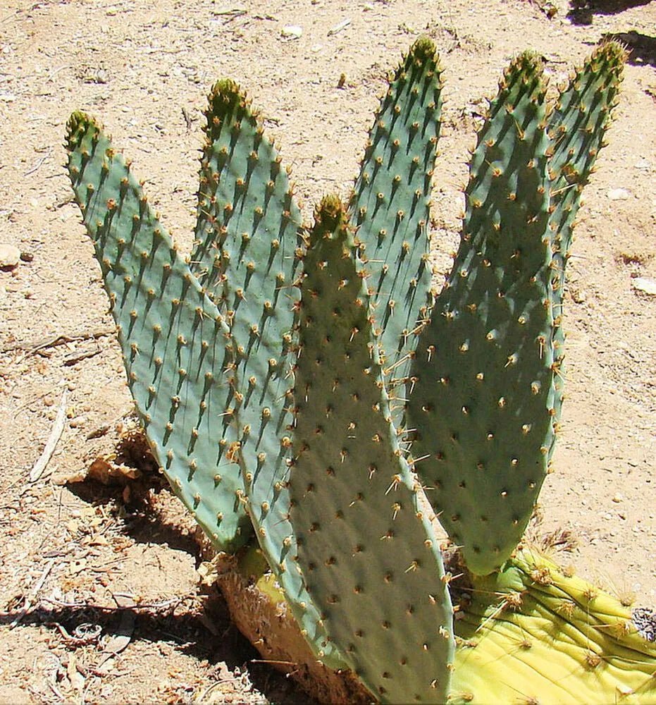 Cow Tongue Cosmo Cactus (Gasteraloe) - Ladybird Nursery