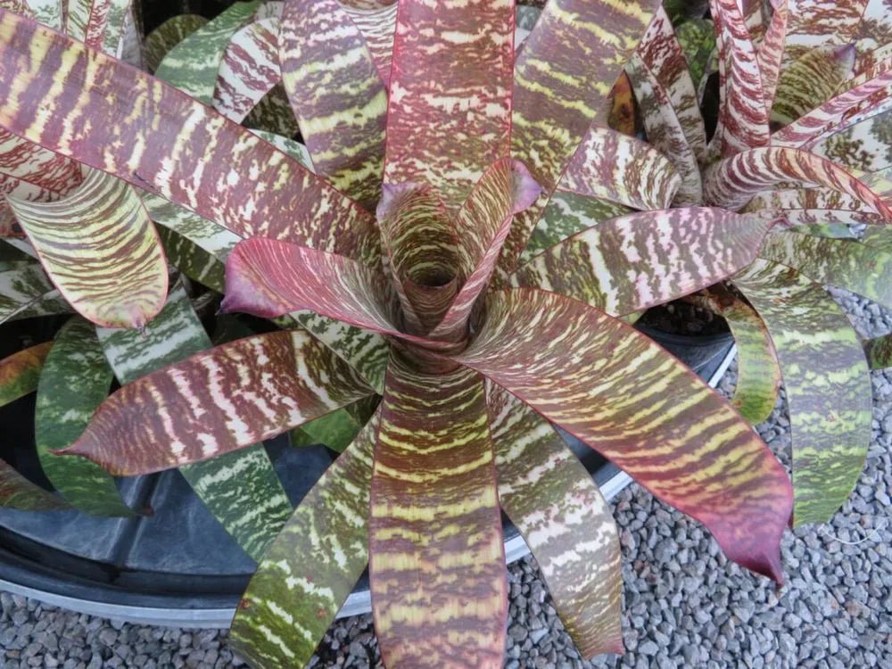 Bromeliad Big and Bold (Vriesea) - Ladybird Nursery