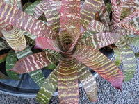 Bromeliad Big and Bold (Vriesea)