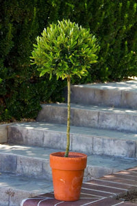 Metrosideros Little Ollie - Ladybird Nursery
