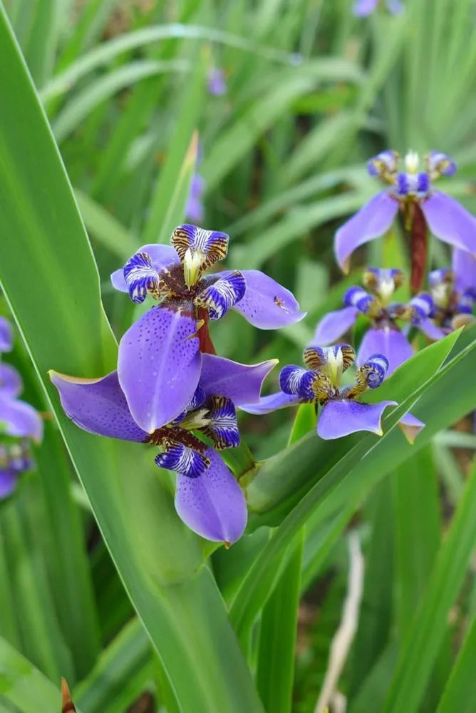 Walking Iris Indigo Bue (Neomarica caerulea)