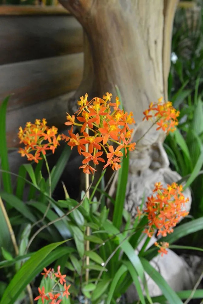 Crucifix Orchid (Epidendrum spp.)