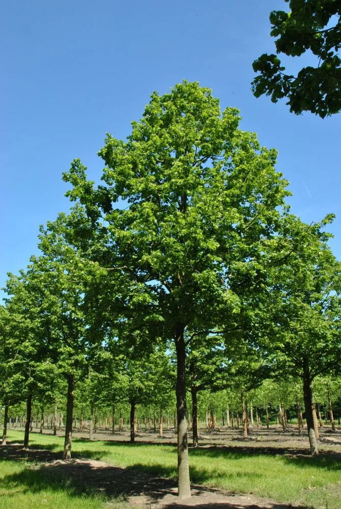 Large Leaf Lime (Tilia platyphyllos)