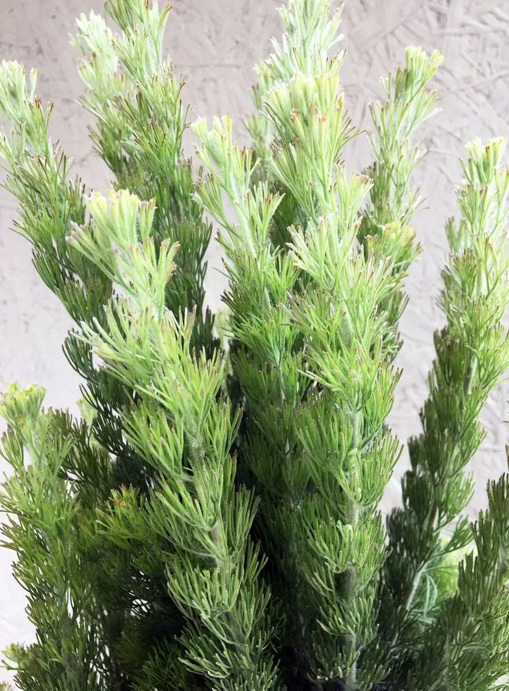 Woolly Bush (Adenanthos sericeus)