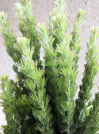 Woolly Bush (Adenanthos sericeus)