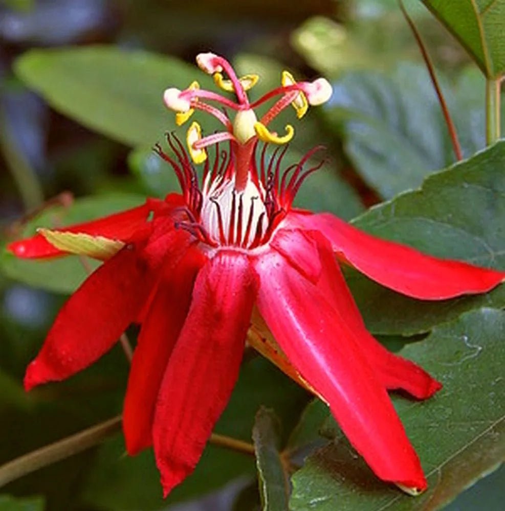 Red Passionflower Tripods (Passiflora racemosa) - Ladybird Nursery