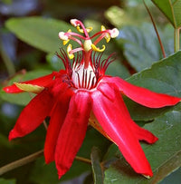 Red Passionflower Tripods (Passiflora racemosa) - Ladybird Nursery